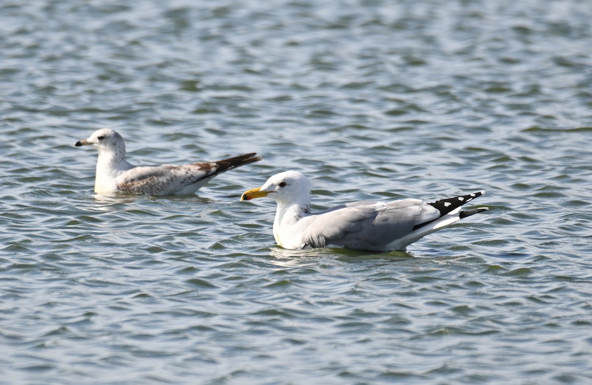 California Gull - ML615561901