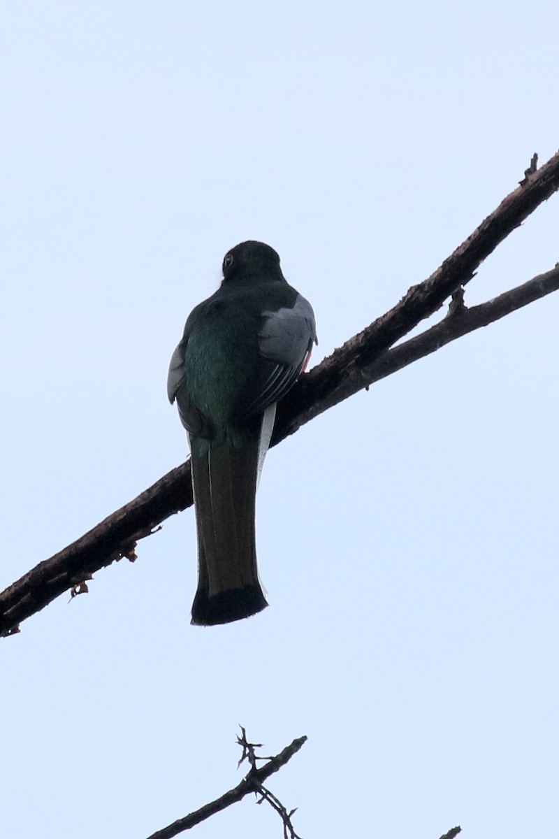 trogon krásný - ML615561920