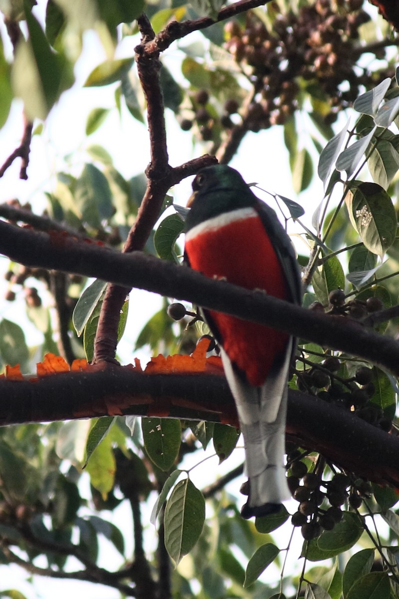 Elegant Trogon - Néstor Daniel Becerra