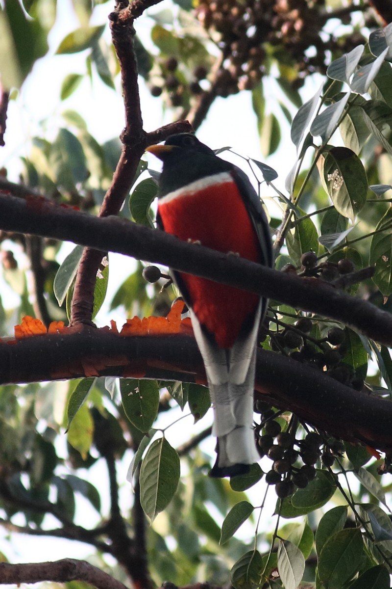 Elegant Trogon - ML615561922