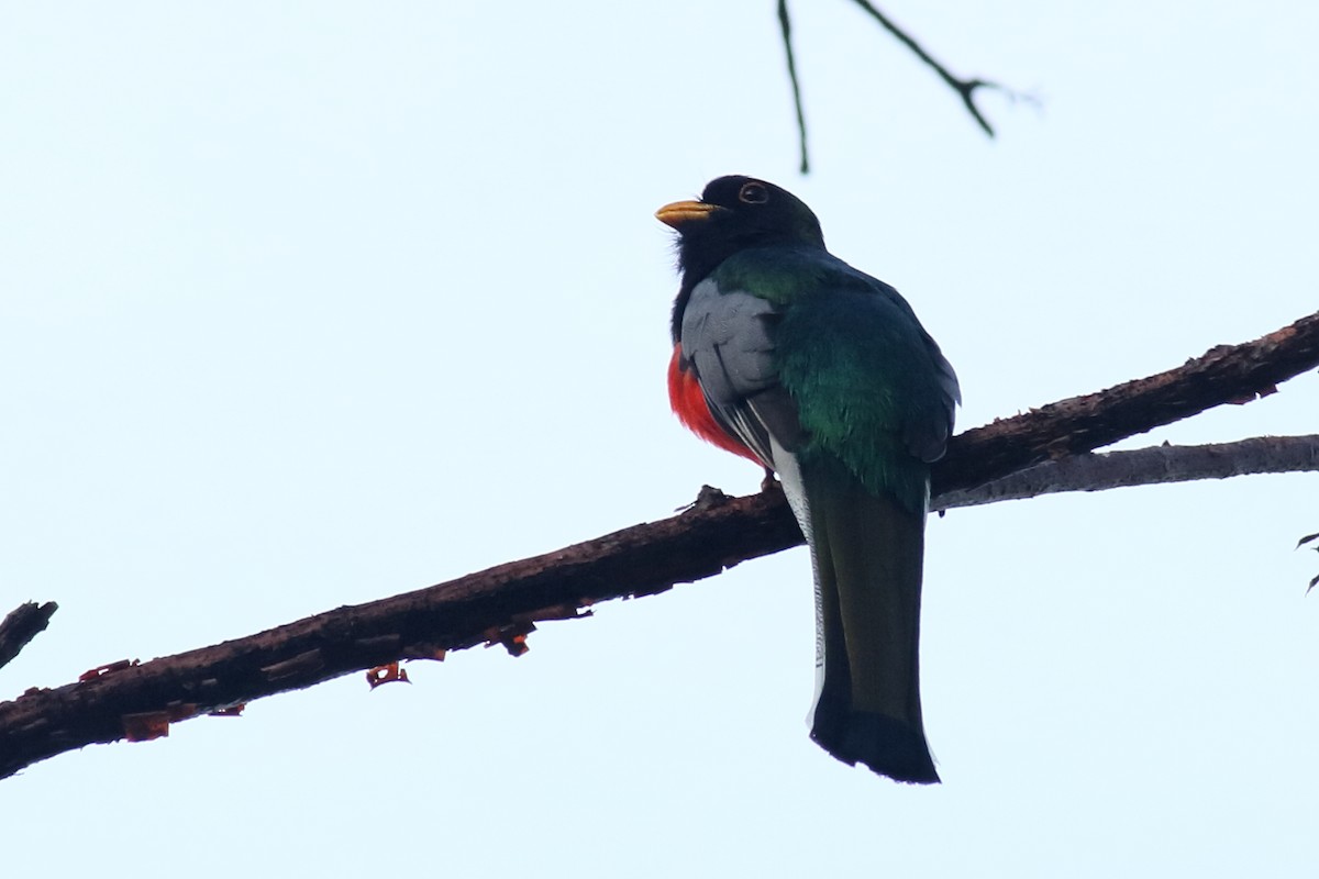 Elegant Trogon - Néstor Daniel Becerra