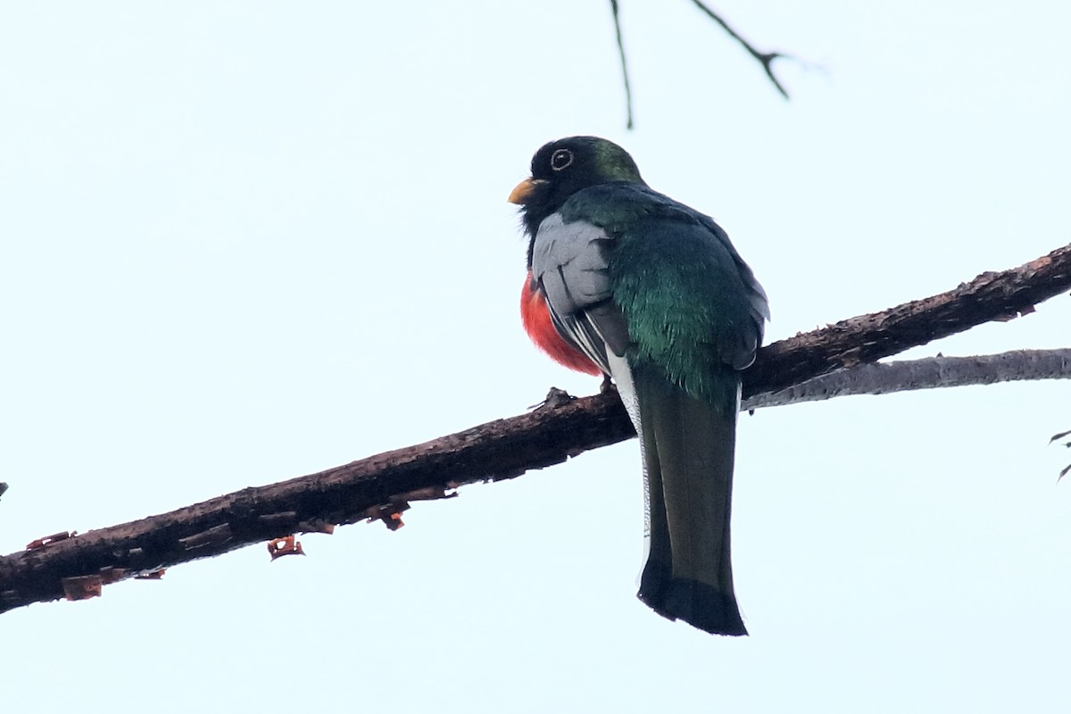 Elegant Trogon - Néstor Daniel Becerra