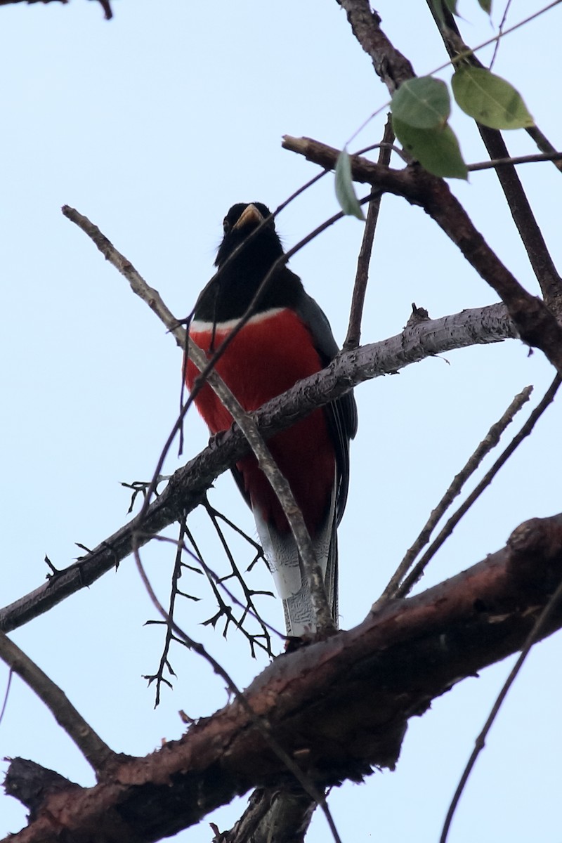 Trogon élégant - ML615561925