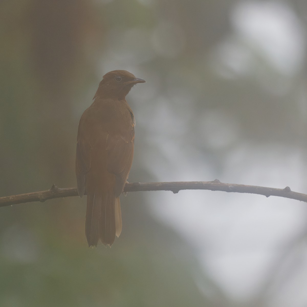 Rufous-brown Solitaire (Chestnut-throated) - ML615561934