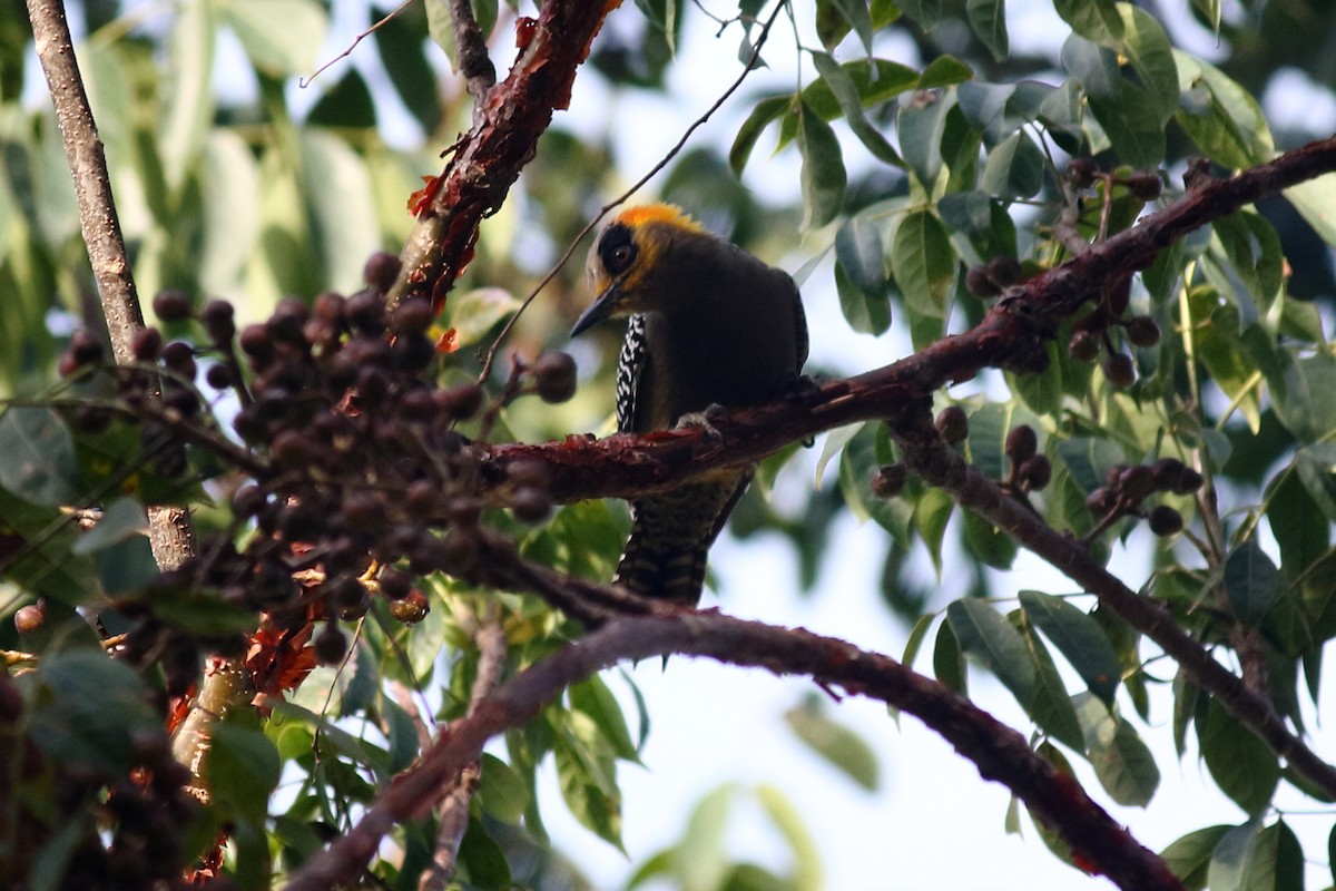 Golden-cheeked Woodpecker - Néstor Daniel Becerra