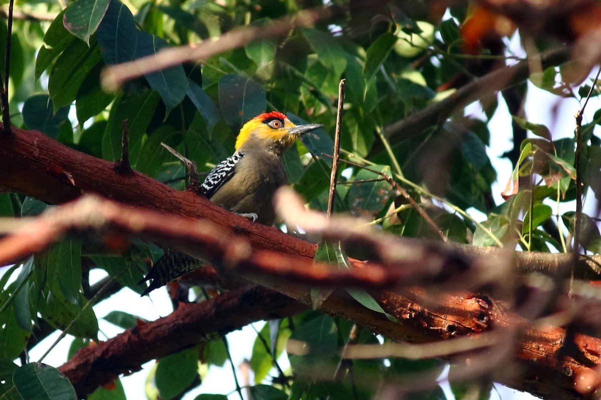 Golden-cheeked Woodpecker - Néstor Daniel Becerra