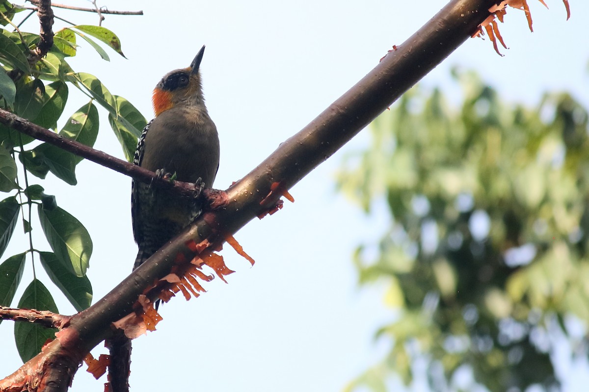 Golden-cheeked Woodpecker - Néstor Daniel Becerra