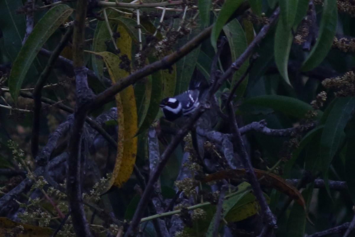 Black-throated Gray Warbler - Néstor Daniel Becerra