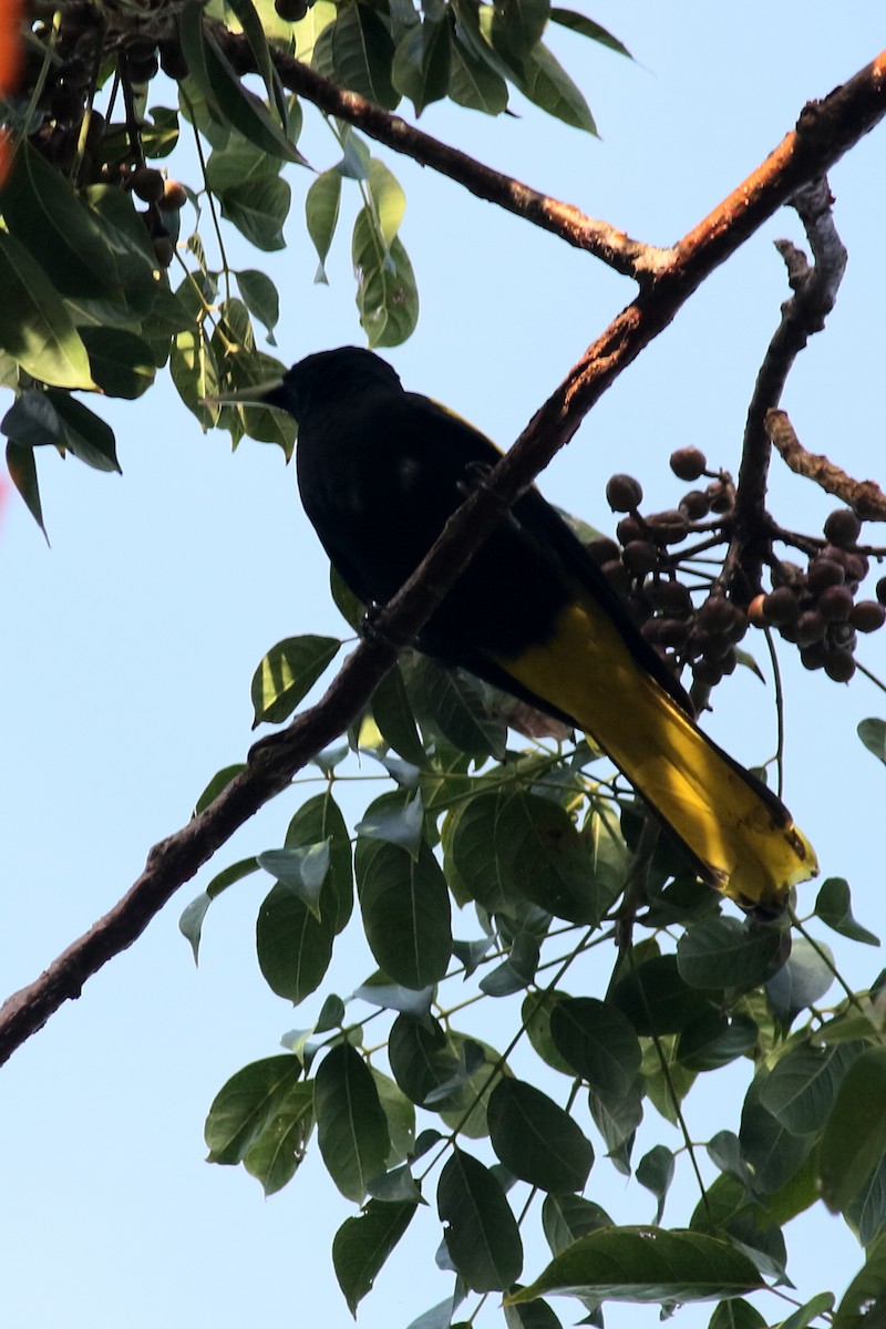 Yellow-winged Cacique - Néstor Daniel Becerra