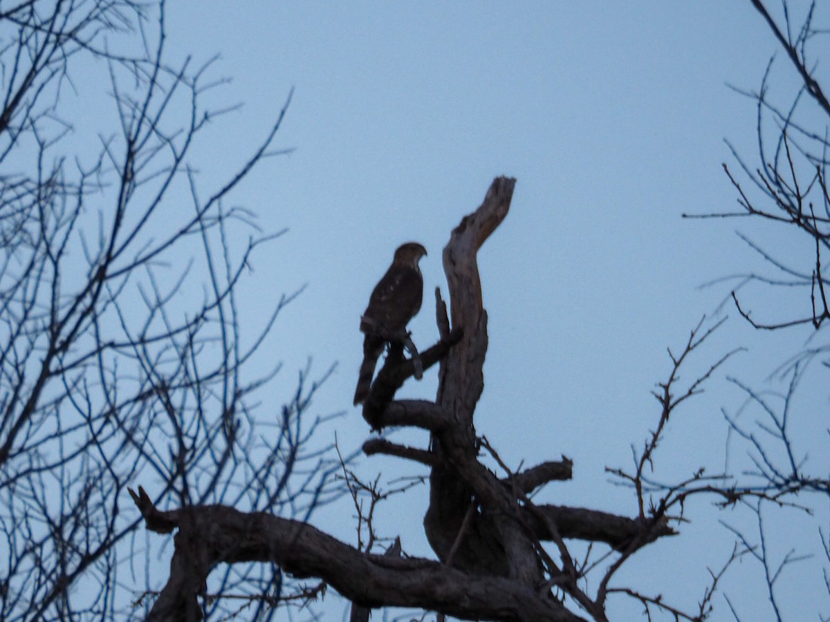 Cooper's Hawk - ML615561989