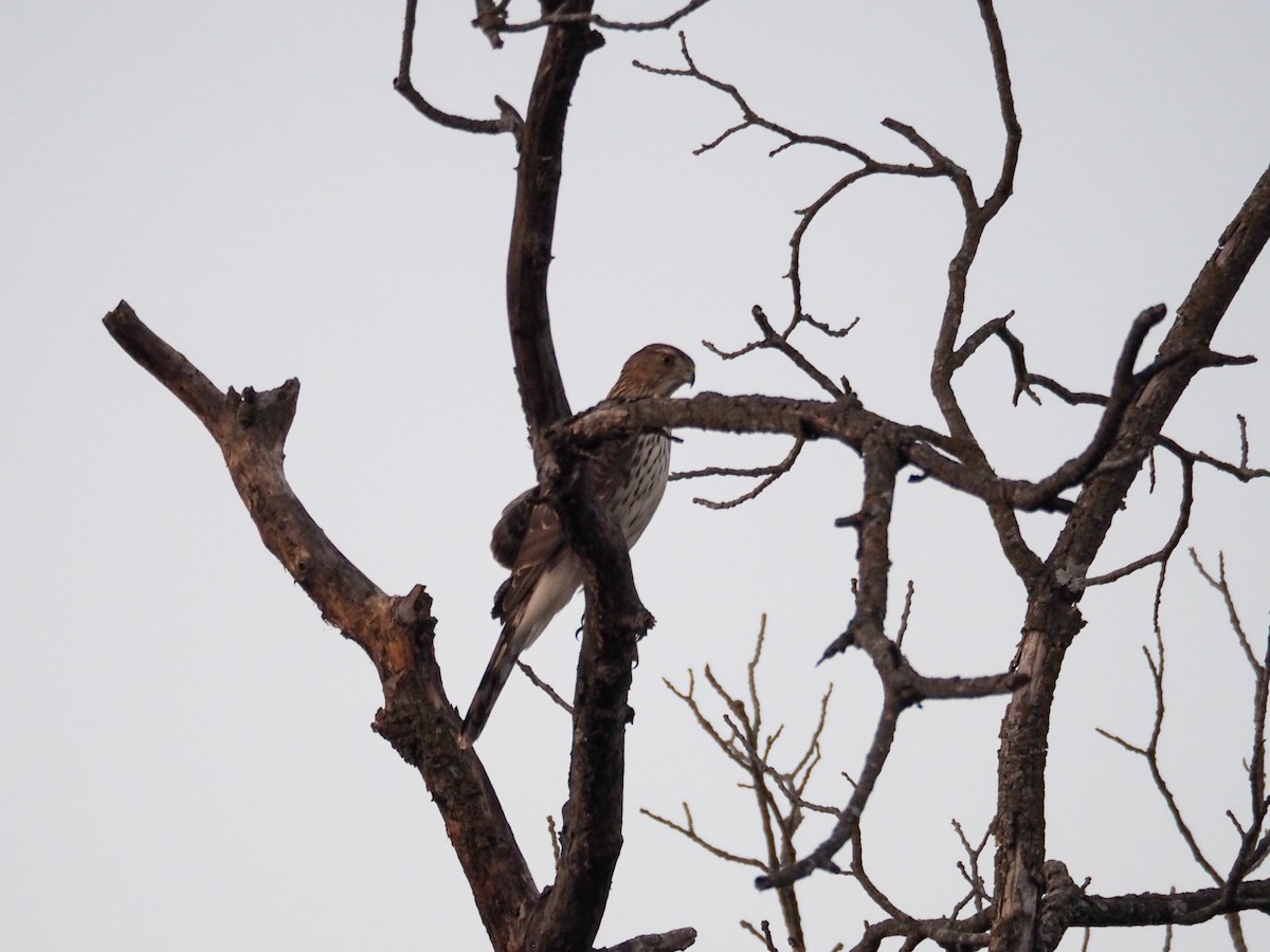 Cooper's Hawk - ML615561990