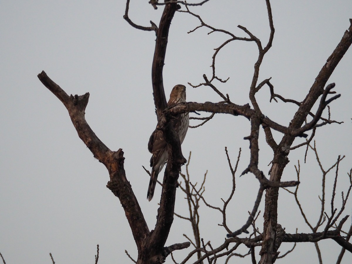 Cooper's Hawk - ML615561991