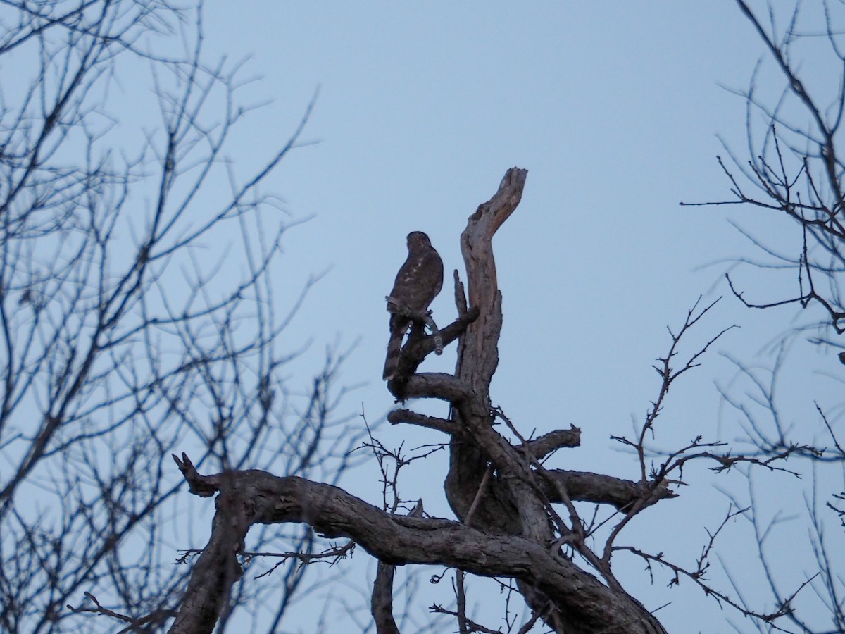 Cooper's Hawk - ML615561992