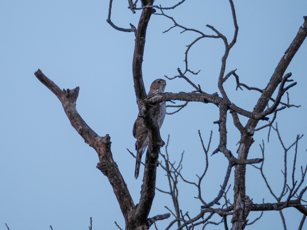 Cooper's Hawk - ML615561993