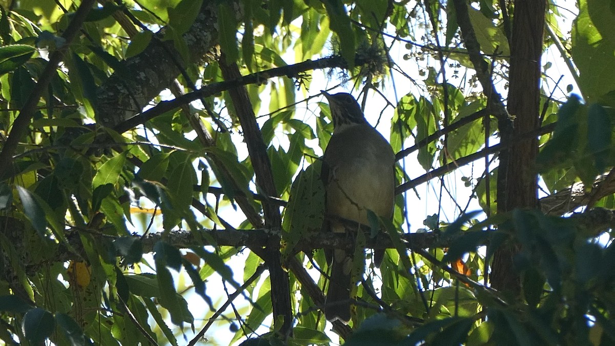 White-throated Thrush - ML615562001