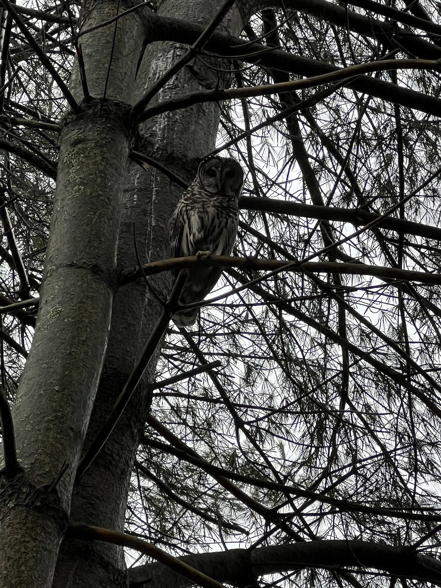 Barred Owl - ML615562016