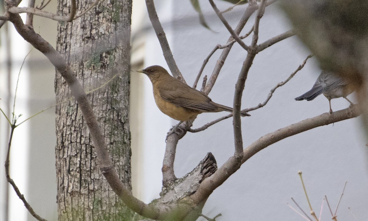 Clay-colored Thrush - Heather Wolf