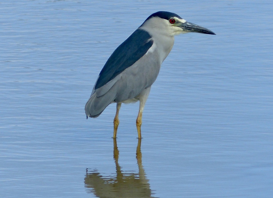 Black-crowned Night Heron - Jenny Bowman