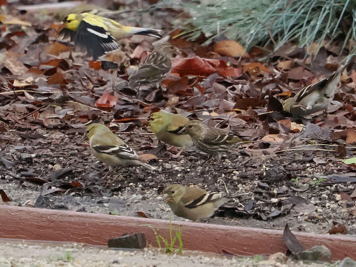 Pine Siskin - ML615562066