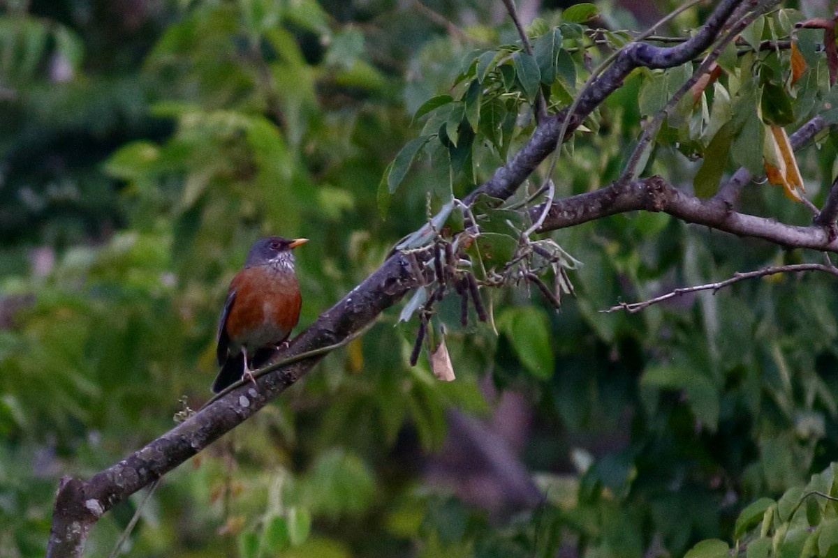 Rufous-backed Robin - Néstor Daniel Becerra