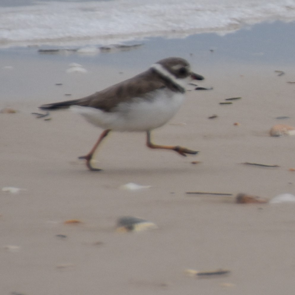 Semipalmated Plover - ML615562111