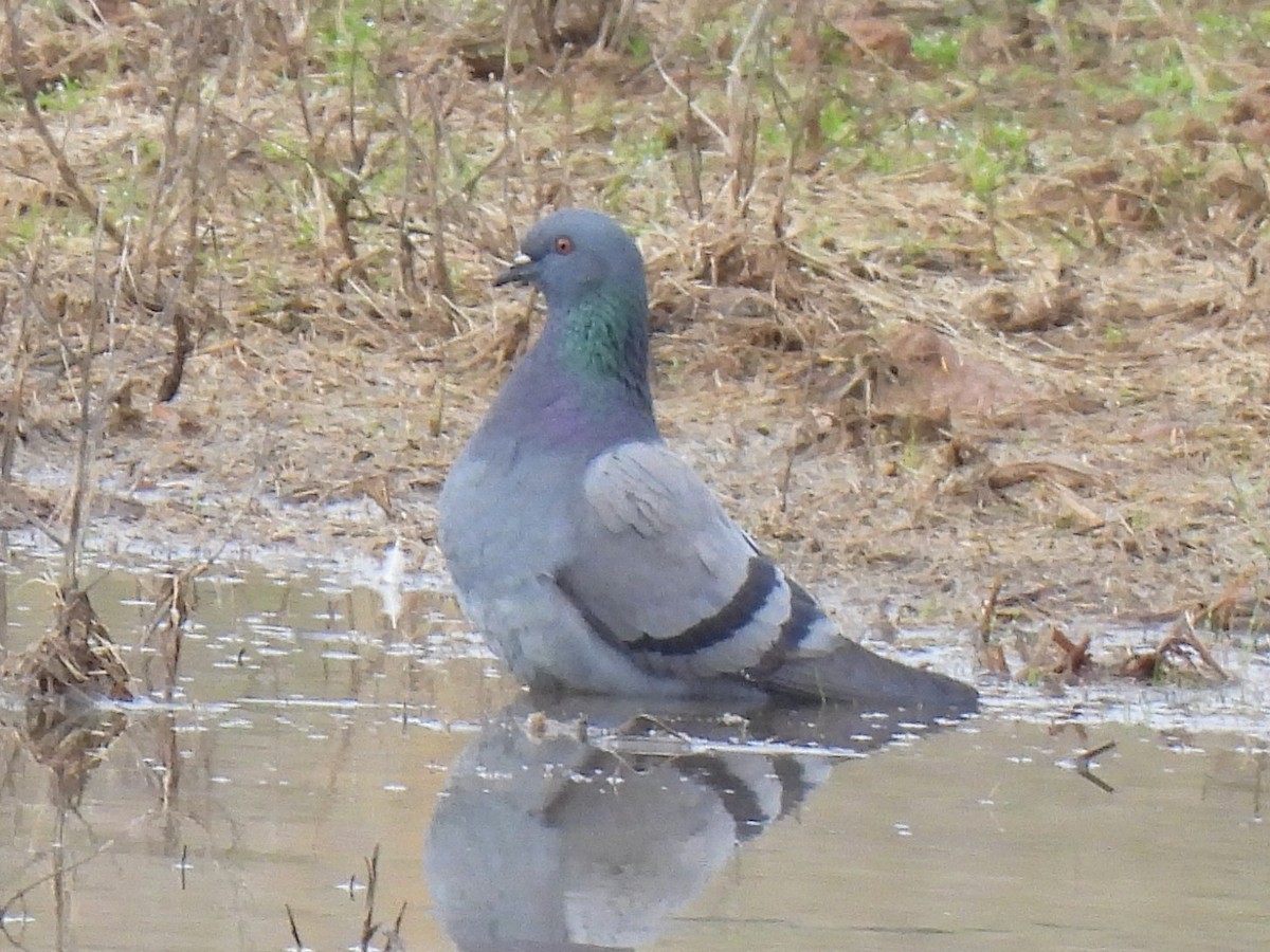 Rock Pigeon (Feral Pigeon) - ML615562127