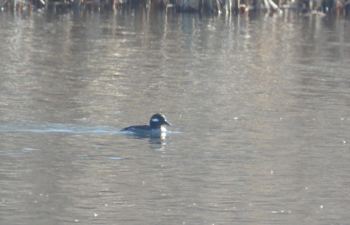 Bufflehead - ML615562139