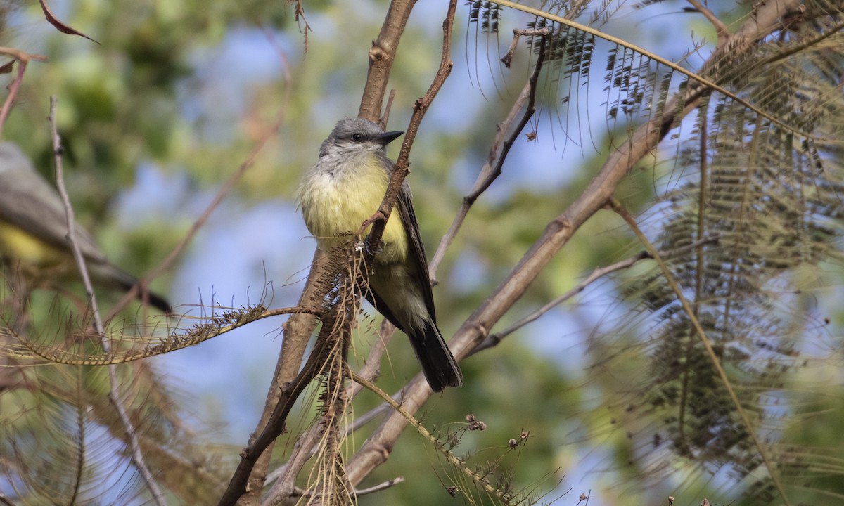 Western Kingbird - Heather Wolf