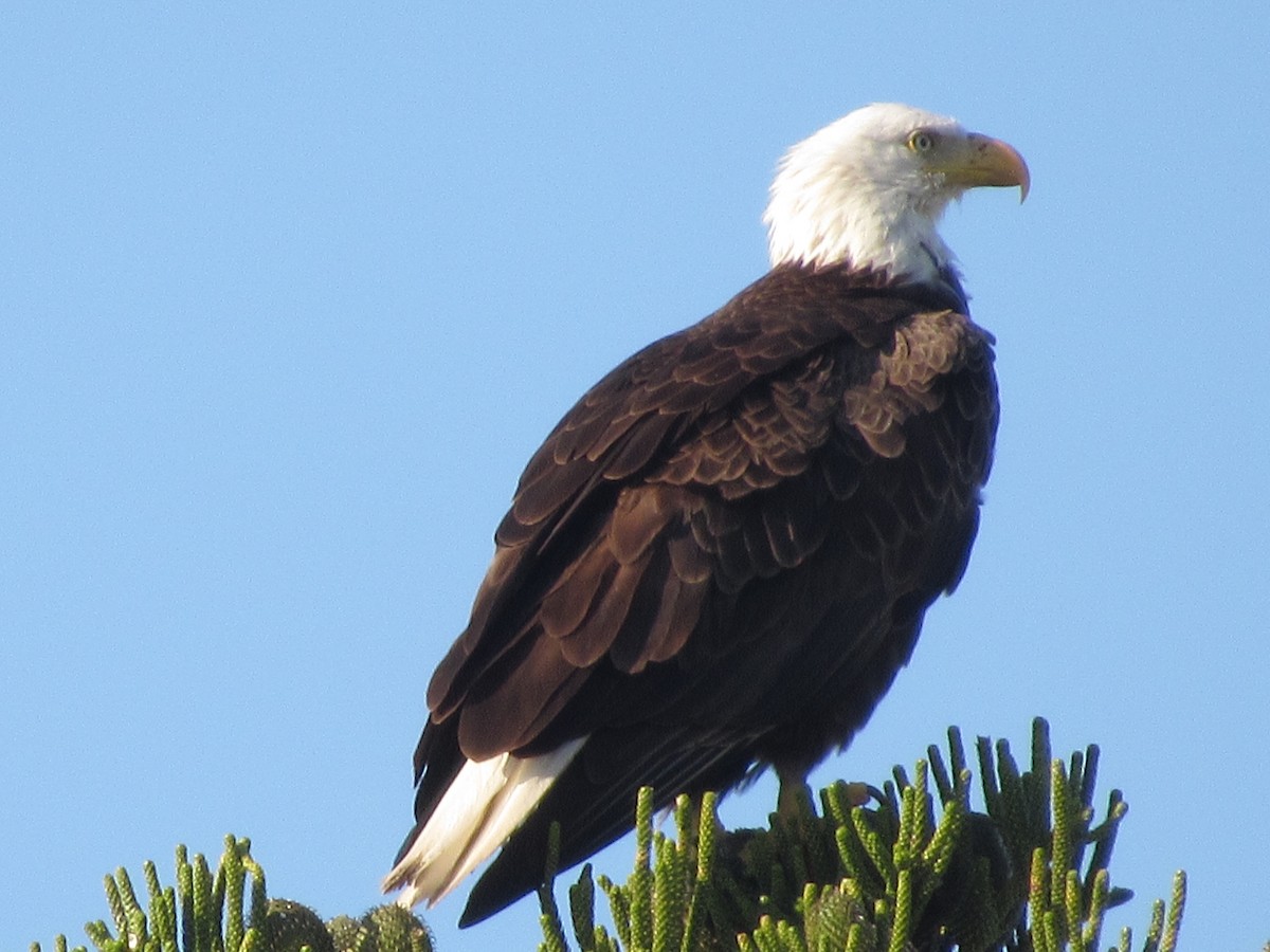 Bald Eagle - Dan Cimbaro