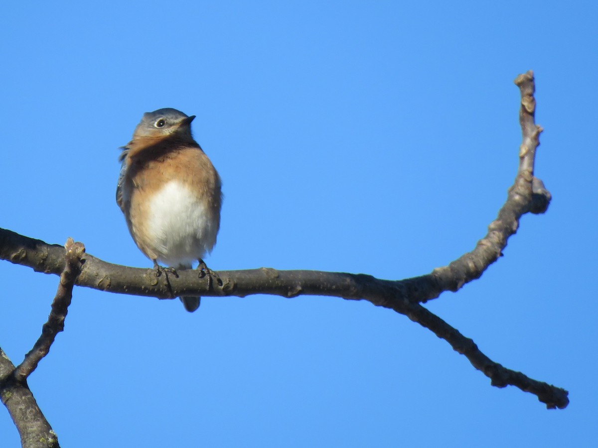 Eastern Bluebird - Debbie Beer