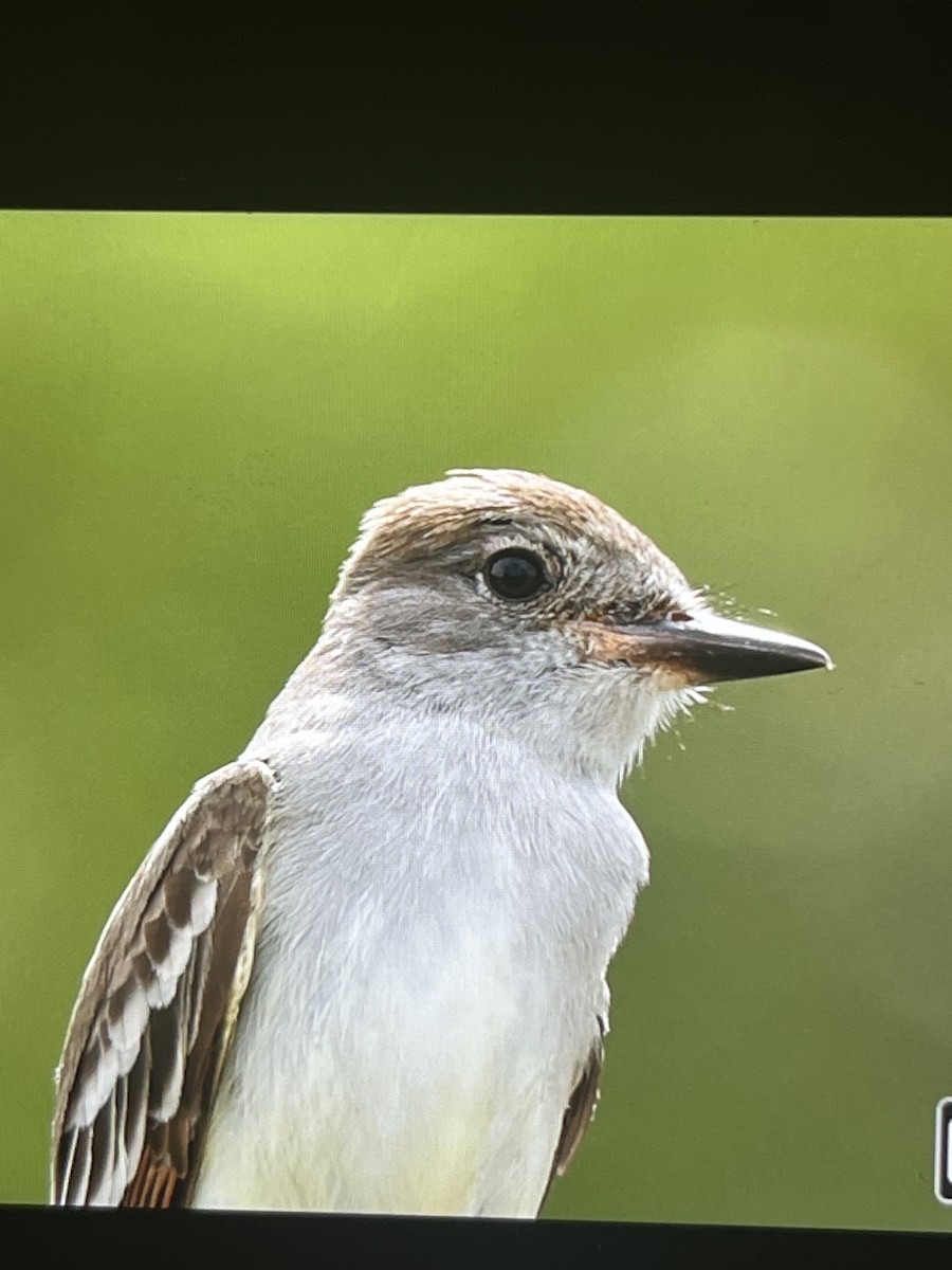 Ash-throated Flycatcher - Ethan Landreville