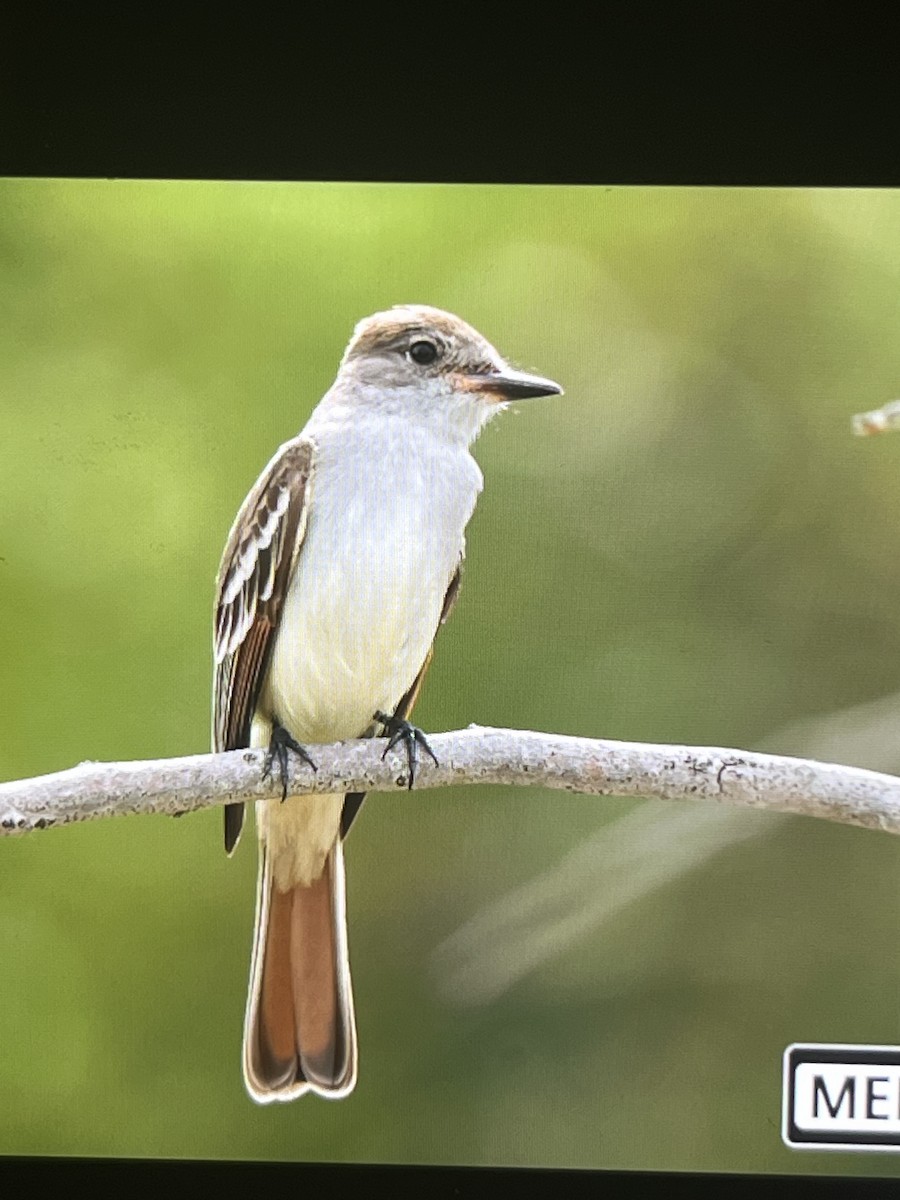 Ash-throated Flycatcher - ML615562200