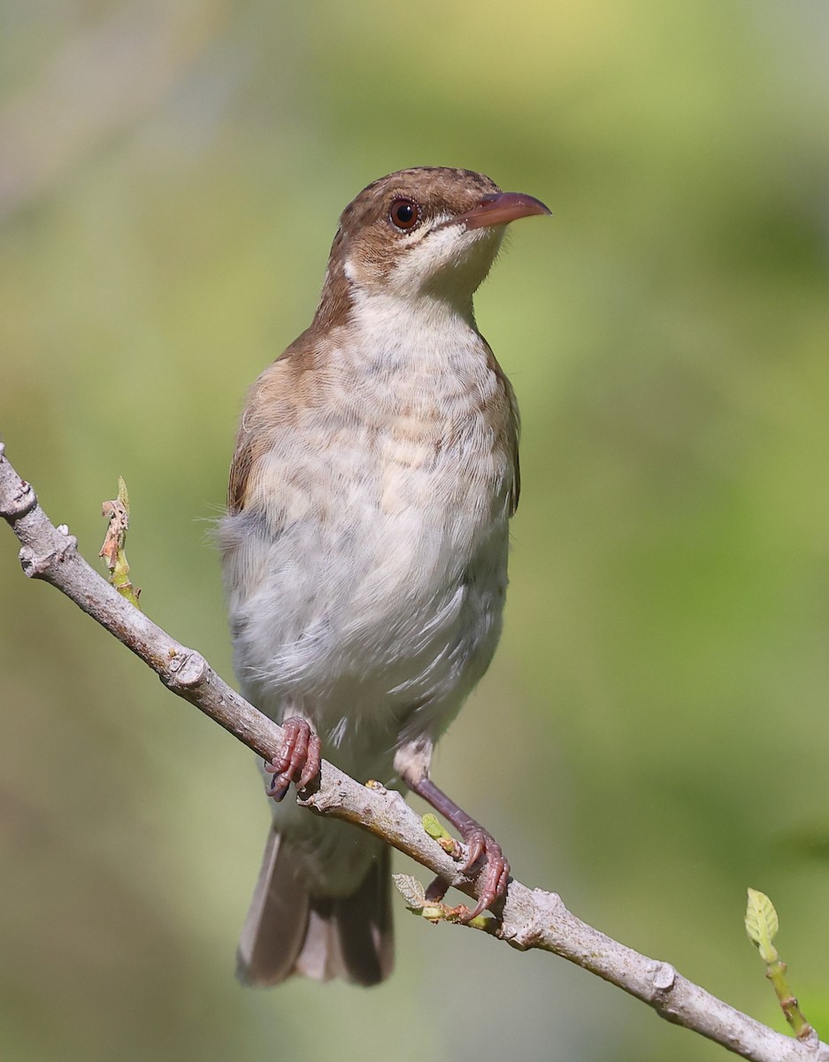 Brown-backed Honeyeater - ML615562205