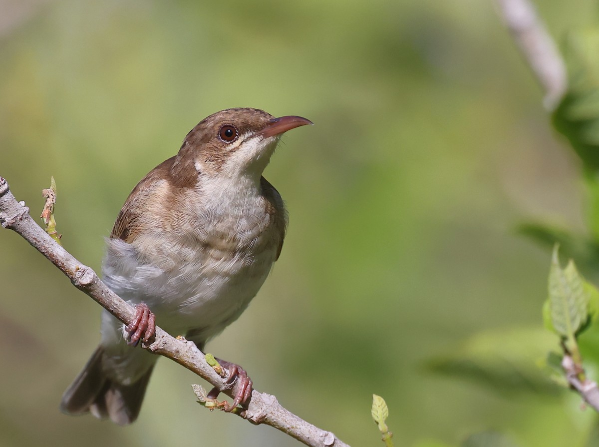 Brown-backed Honeyeater - ML615562206