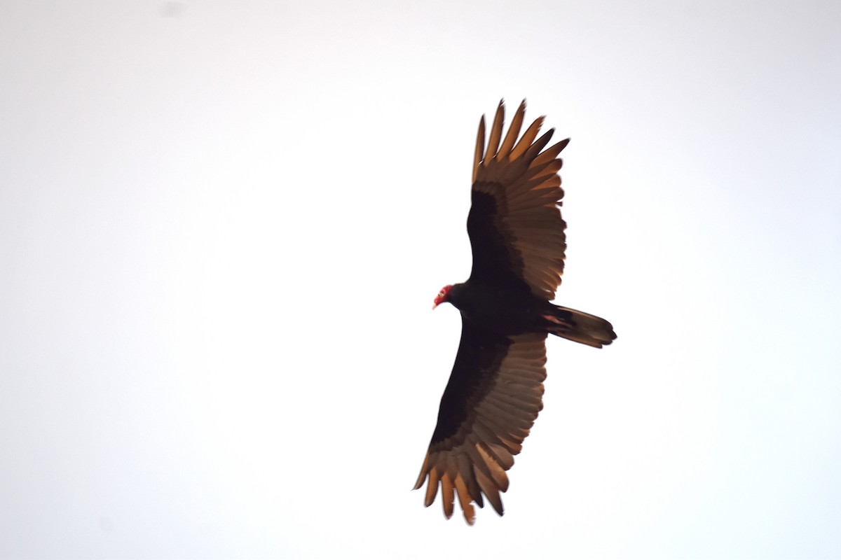Turkey Vulture - ML615562214