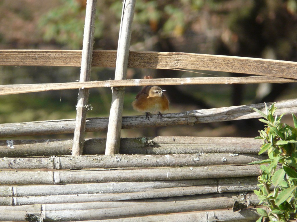 Cinnamon Bracken-Warbler - ML615562225