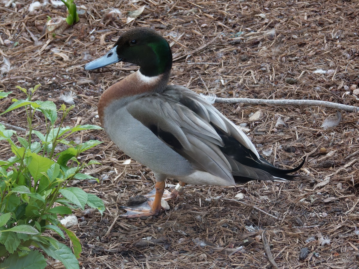 Mallard x Northern Pintail (hybrid) - ML615562227