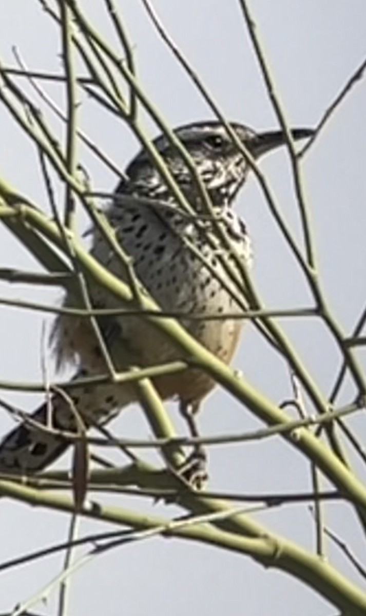 Cactus Wren - ML615562244