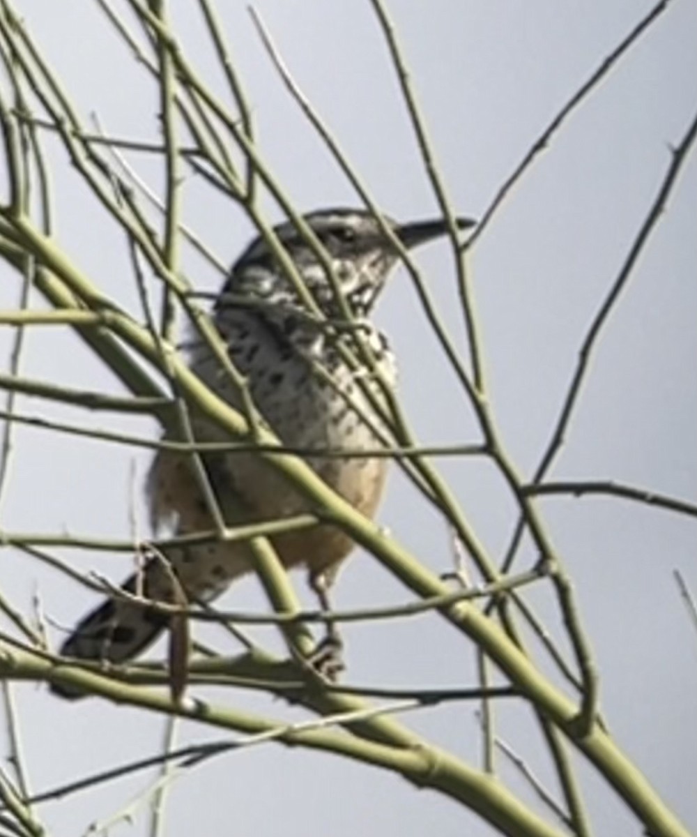 Cactus Wren - ML615562245