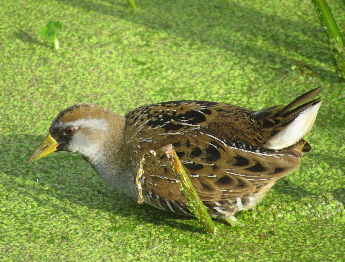 カオグロクイナ - ML615562269