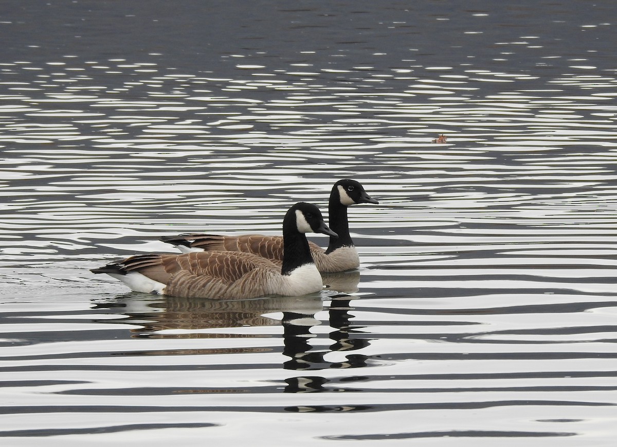 Canada Goose - ML615562271