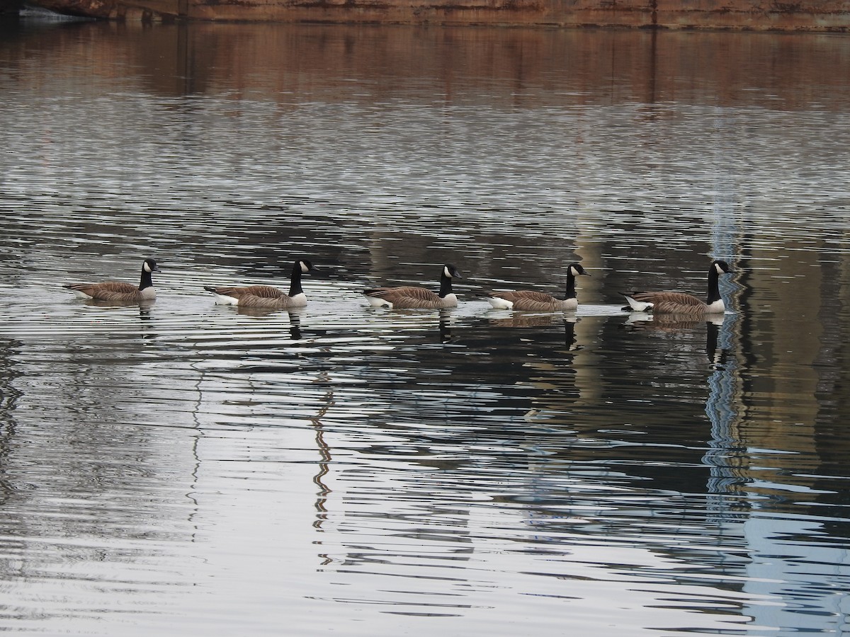 Canada Goose - ML615562275