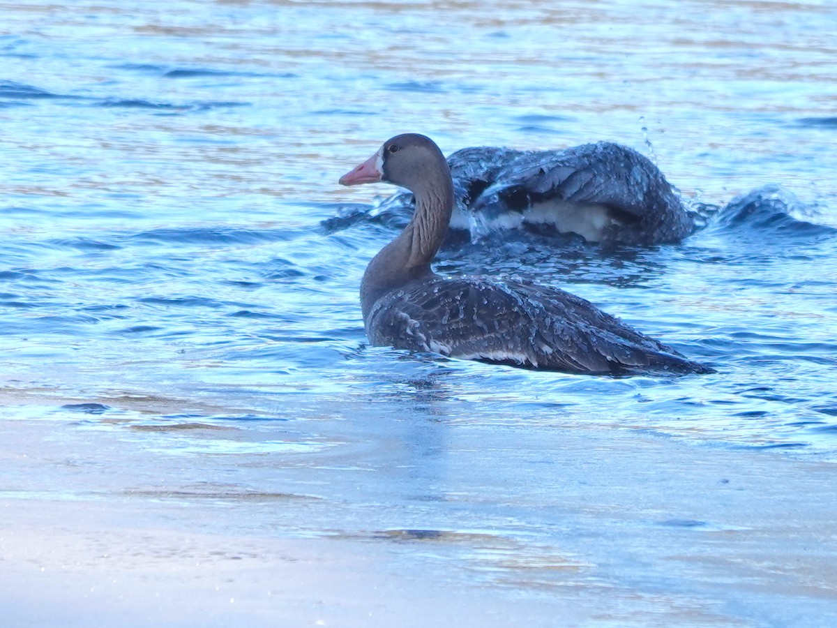 Greater White-fronted Goose - ML615562341