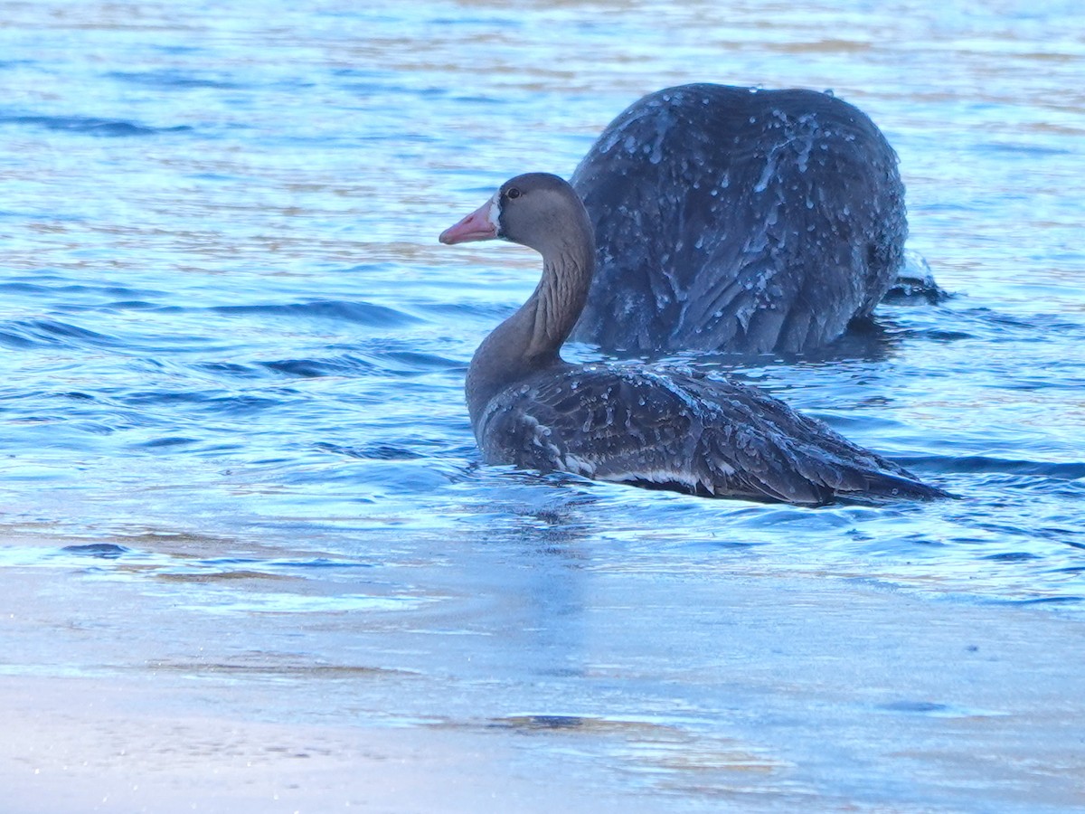 Greater White-fronted Goose - ML615562342