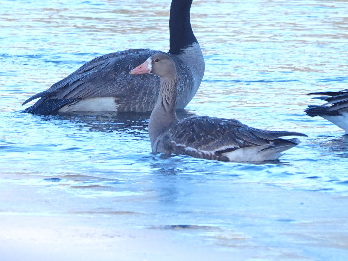 Greater White-fronted Goose - ML615562344