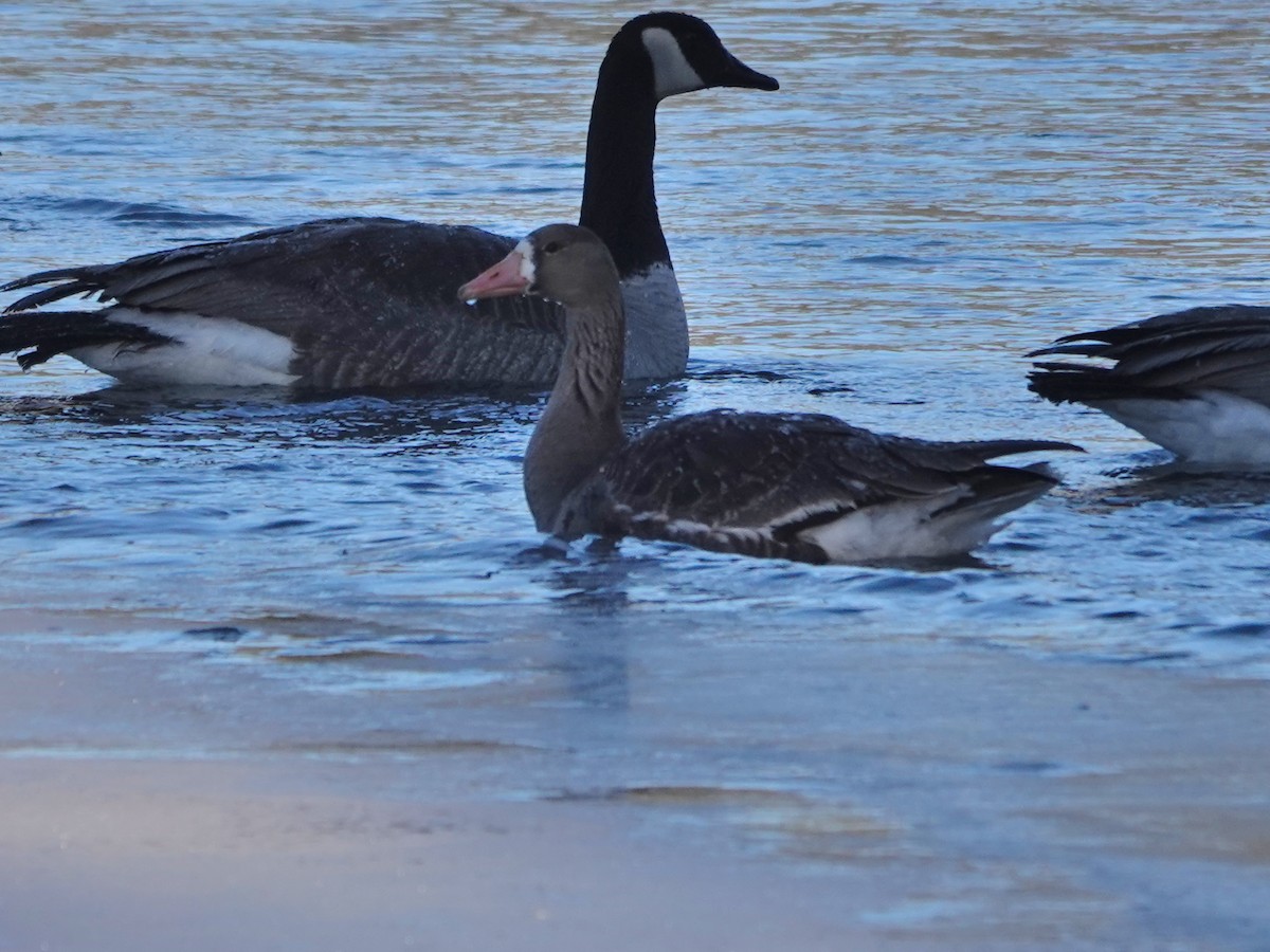 Greater White-fronted Goose - ML615562345