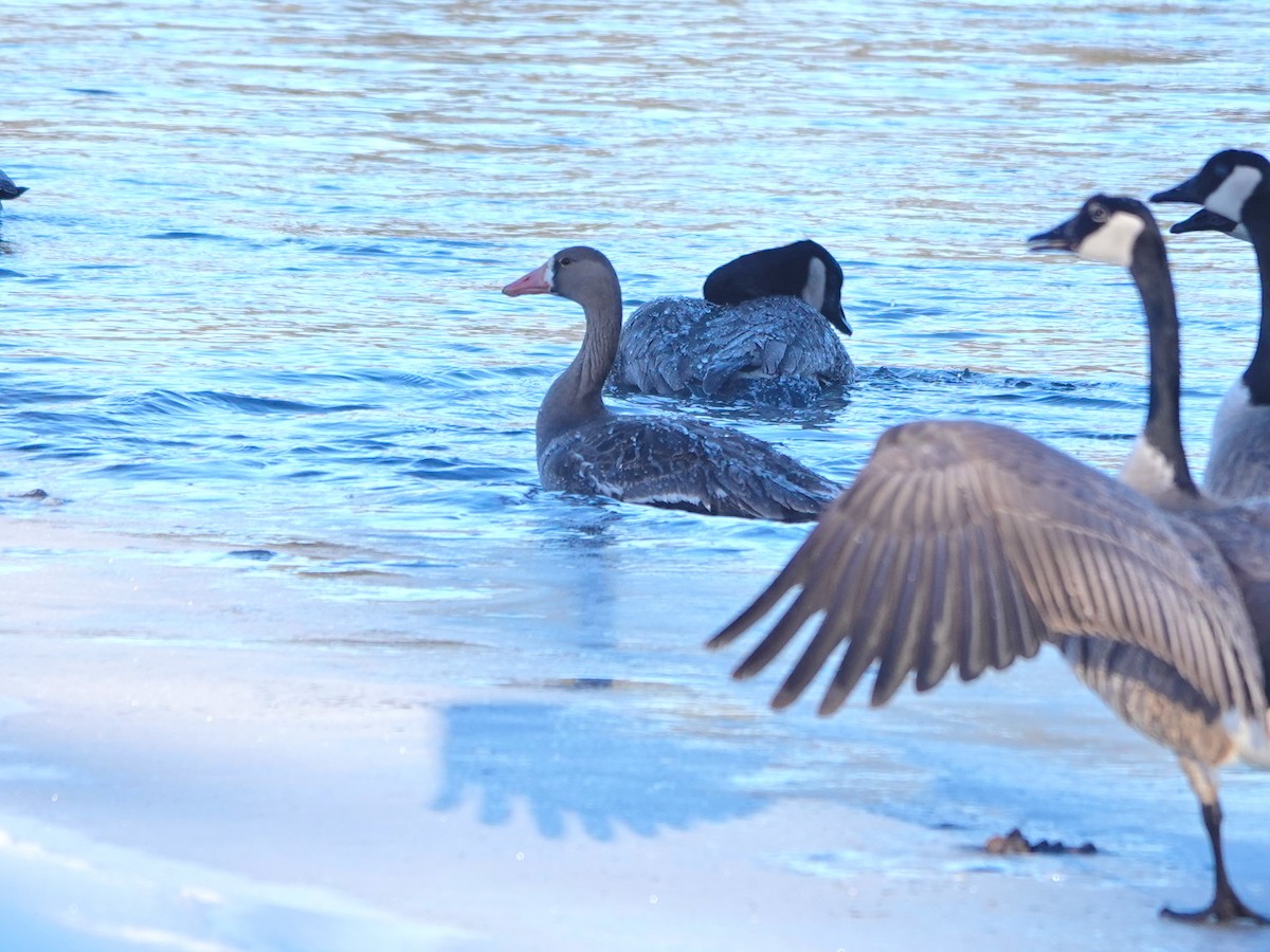 Greater White-fronted Goose - ML615562346