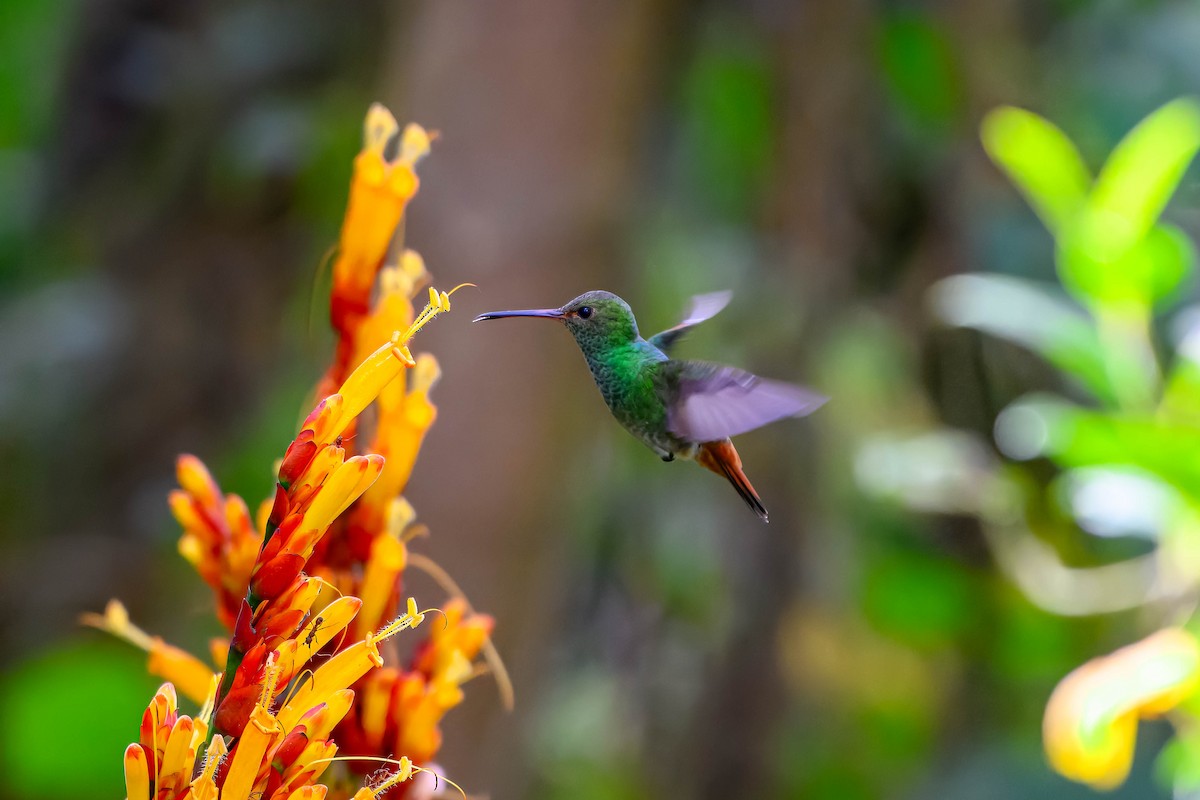 Rufous-tailed Hummingbird - Ron Hirsch