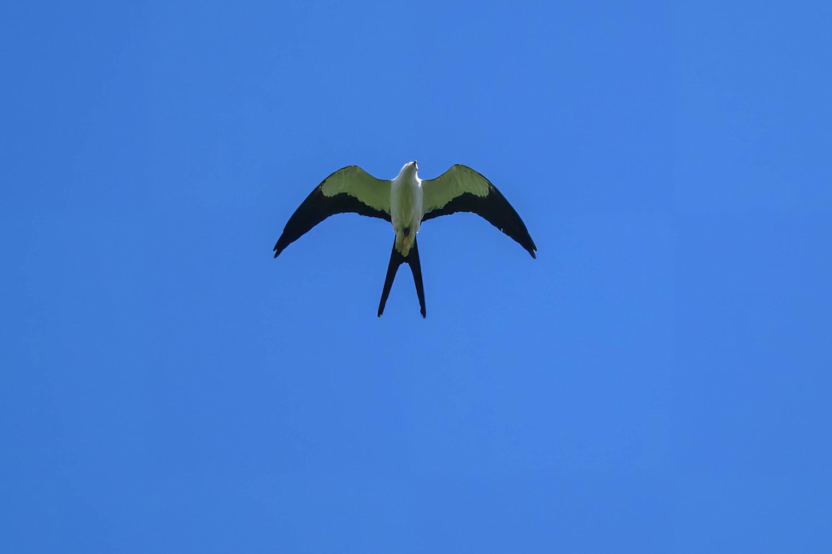 Swallow-tailed Kite - Ron Hirsch