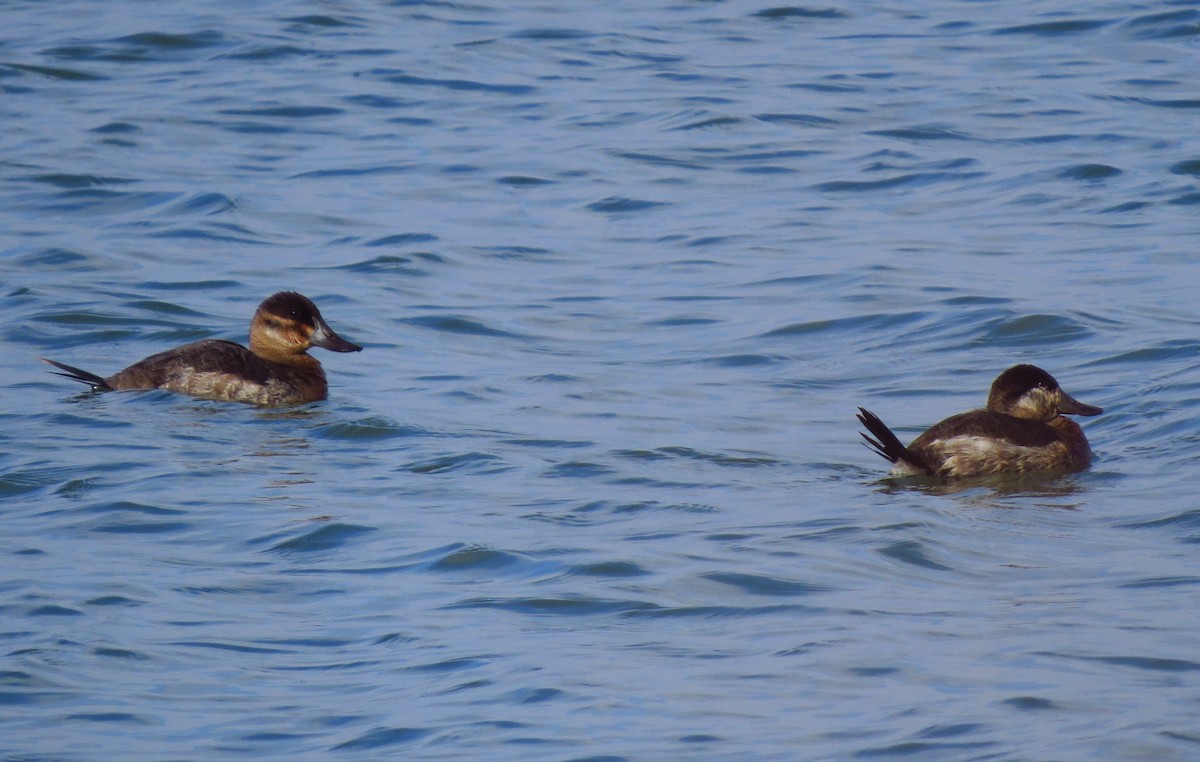 Ruddy Duck - ML615562437